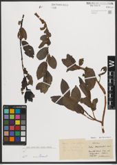 Foto von Salix mielichhoferi Saut.